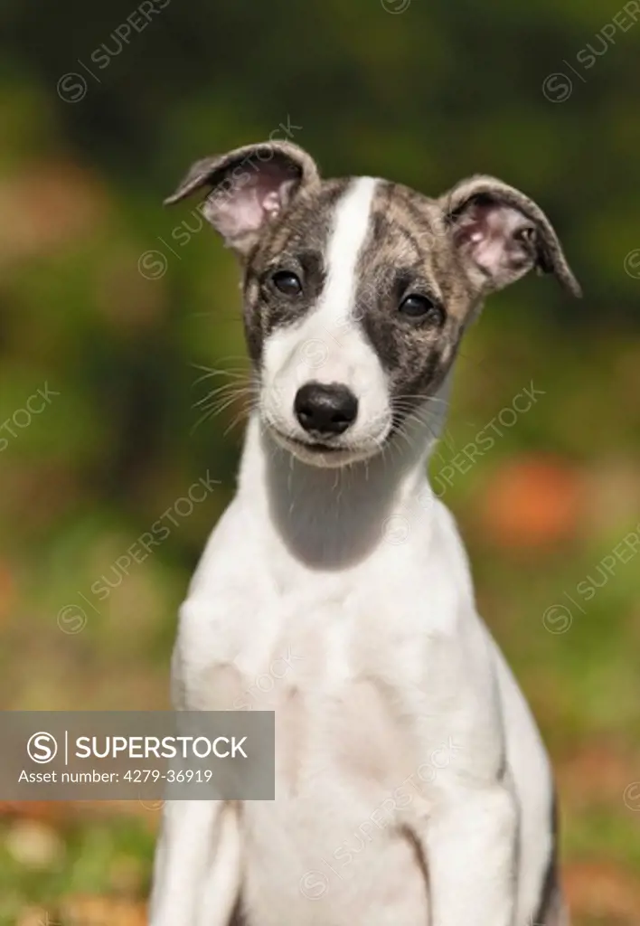 Whippet dog - puppy - portrait