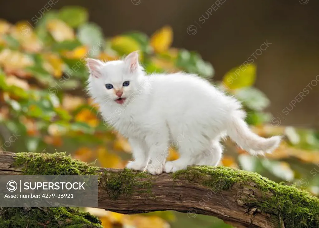 Sacred cat of Burma - kitten standing on branch