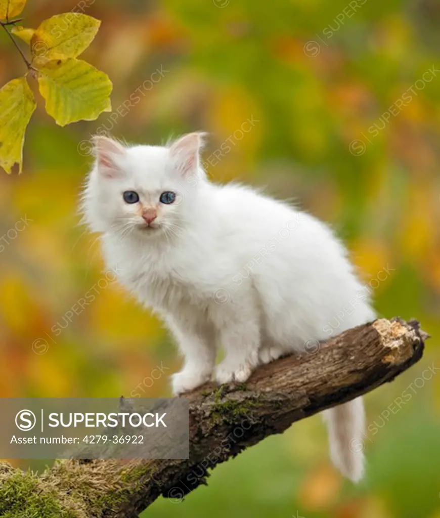 Sacred cat of Burma - kitten sitting on branch