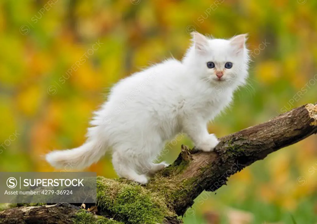 Sacred cat of Burma - kitten standing on branch