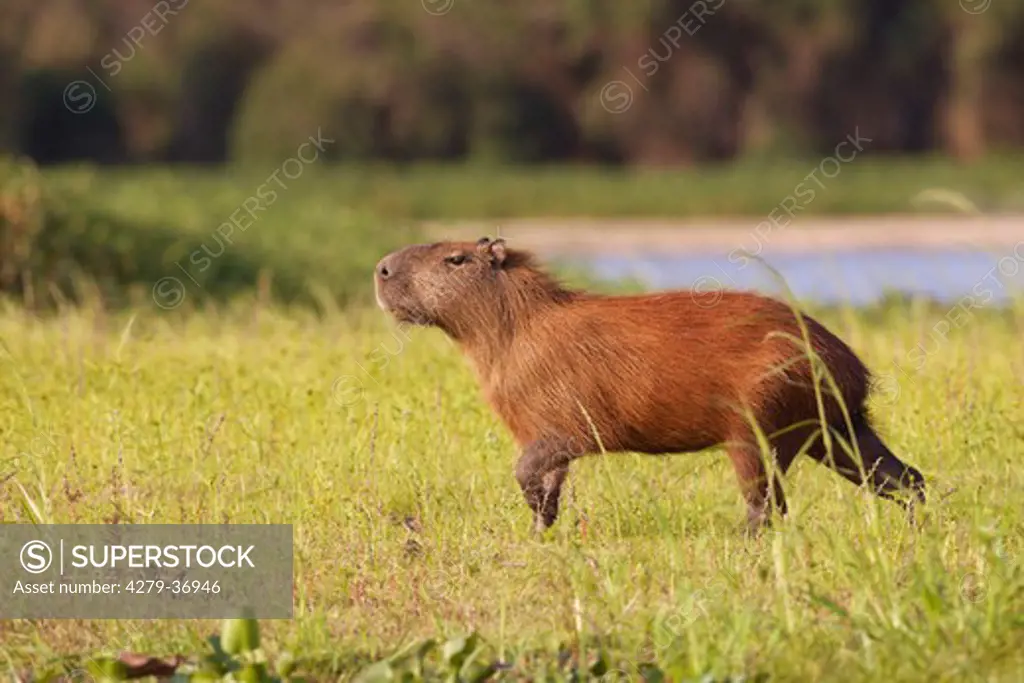 capybara - standing on meadow, Hydrochoerus hydrochaeris