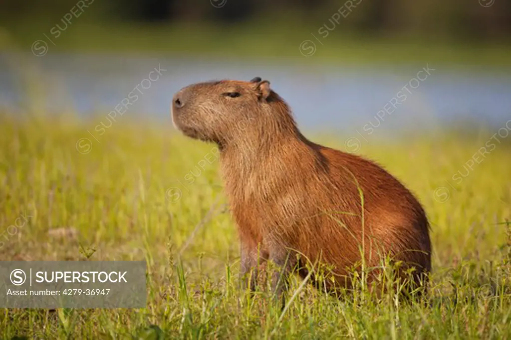 capybara - standing on meadow, Hydrochoerus hydrochaeris