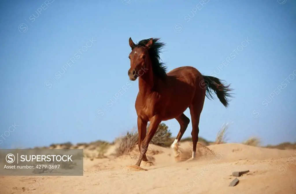 young thoroughbred Arabian horse - running in sand