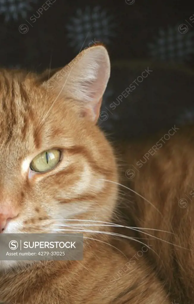 European shorthair cat - portrait