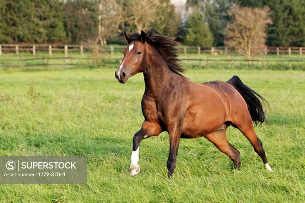 German Riding Pony on meadow