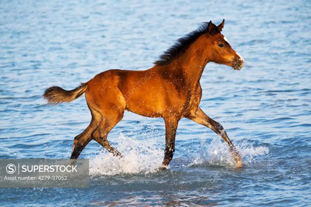 Arabian horse - foal walking in meadow