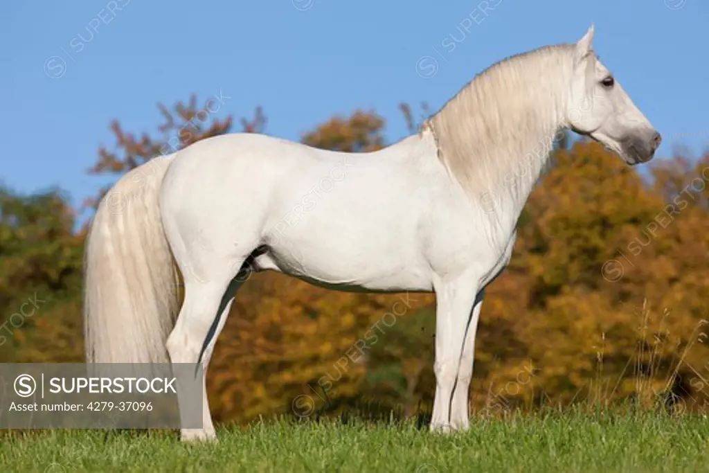 Pure Spanish-bred horse - standing on meadow
