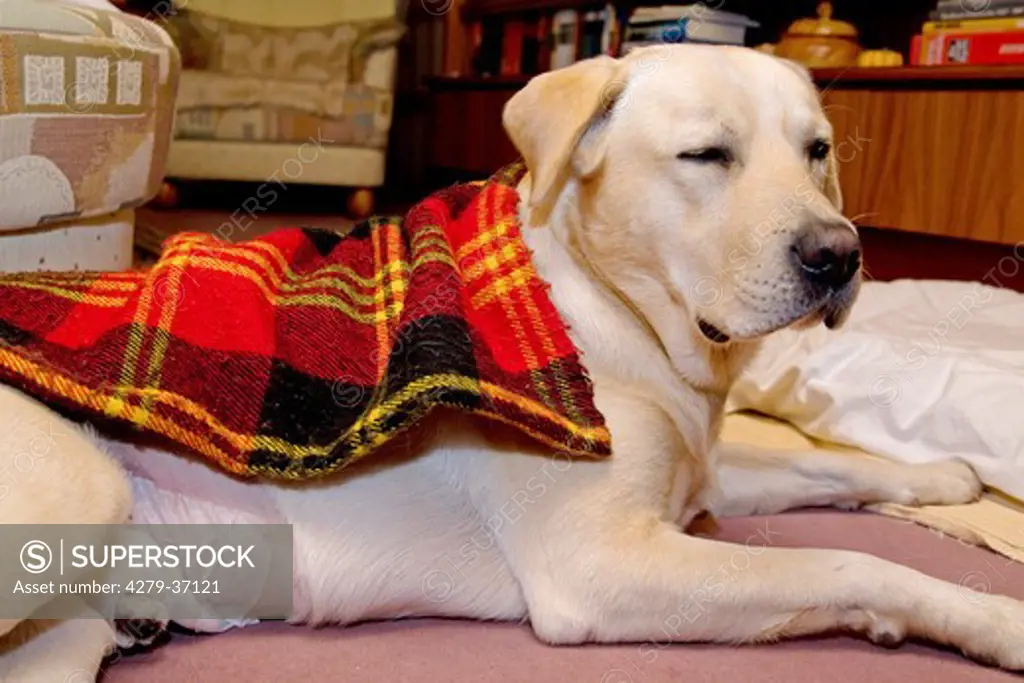 Labrador Retriever dog - castrated