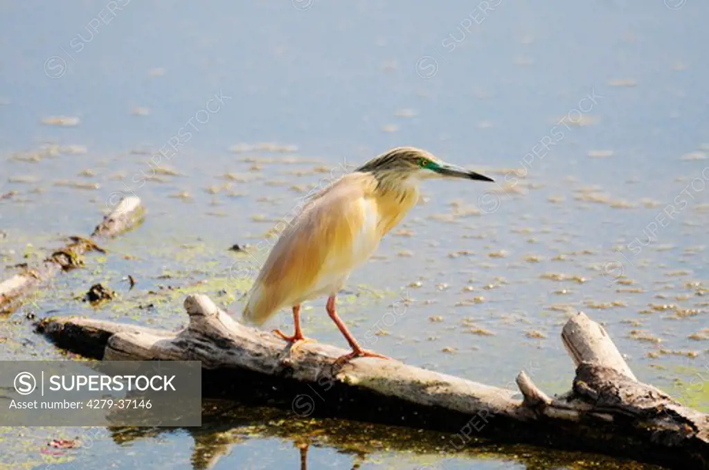Squacco Heron - standing on branch, Ardeola ralloides