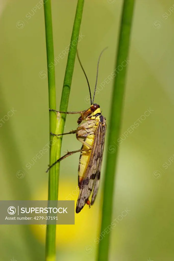 common scorpionfly, Panorpa communis