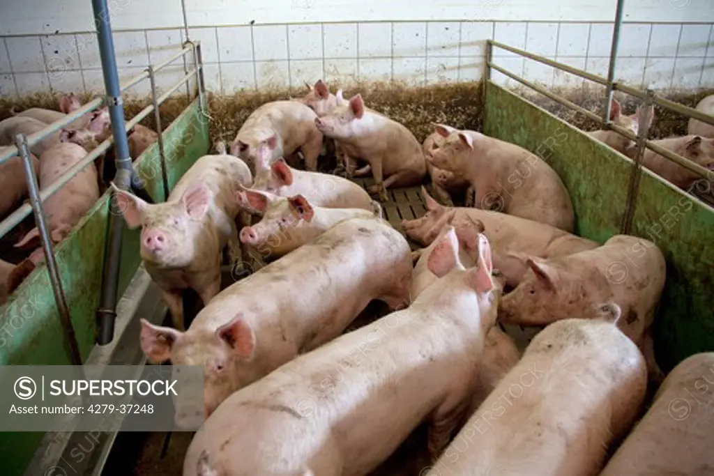Factory farming: domestic pigs in pigsty, Sus scrofa domesticus