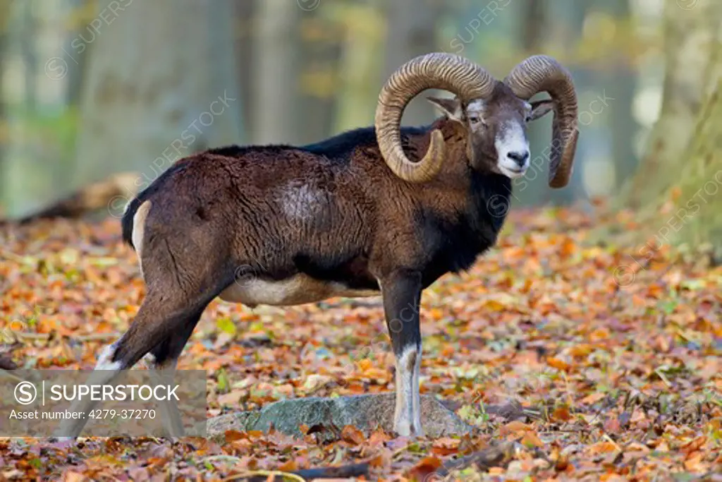 mouflon (male) - standing