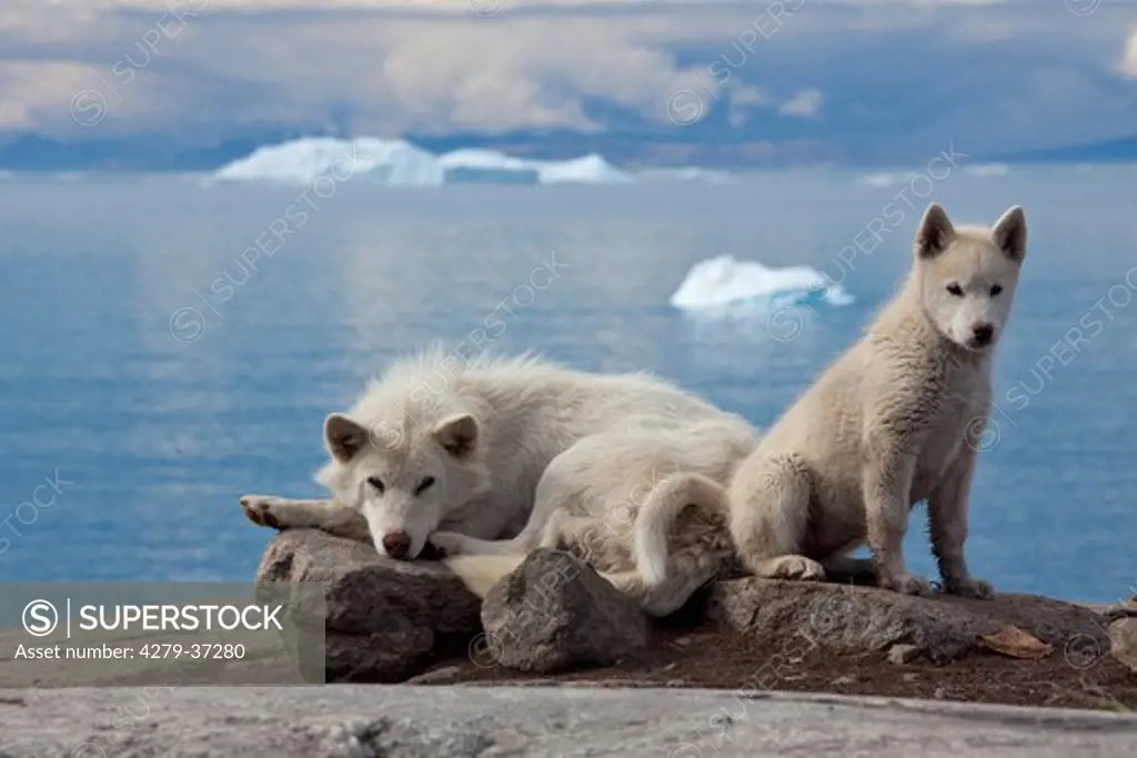 Greenland Dog and young dog