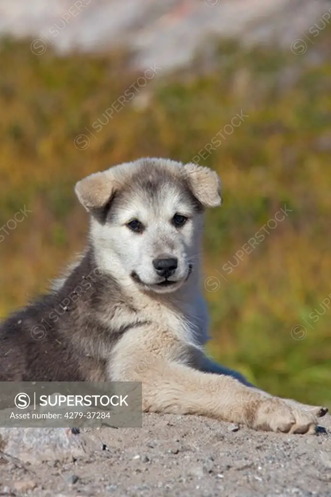 Greenland Dog - puppy - lying