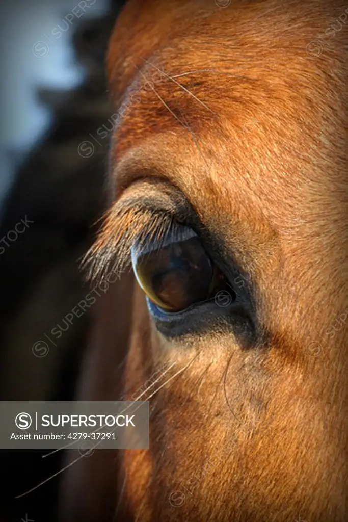 warm-blood horse - eye