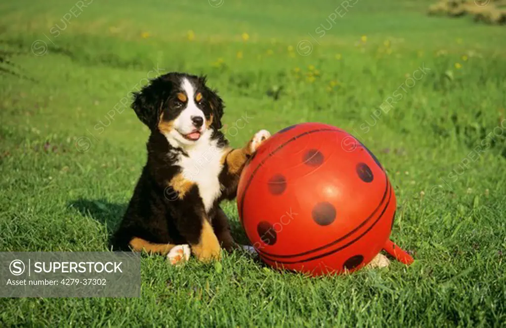 Bernese Mountain dog - puppy on meadow with ball