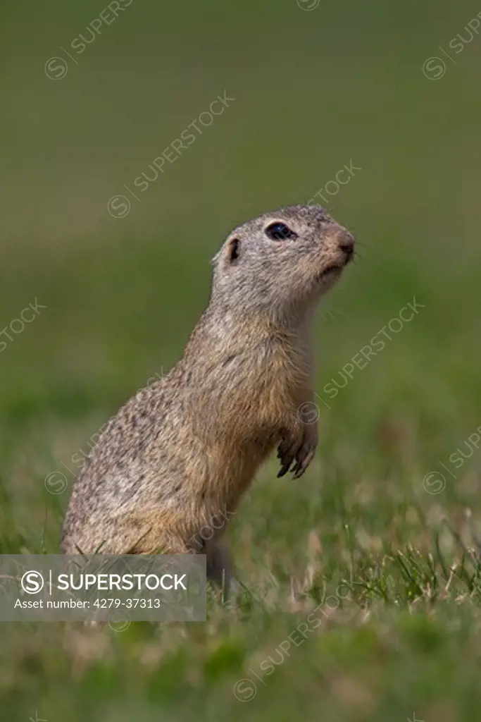 European ground squirrel on meadow, Spermophilus citellus