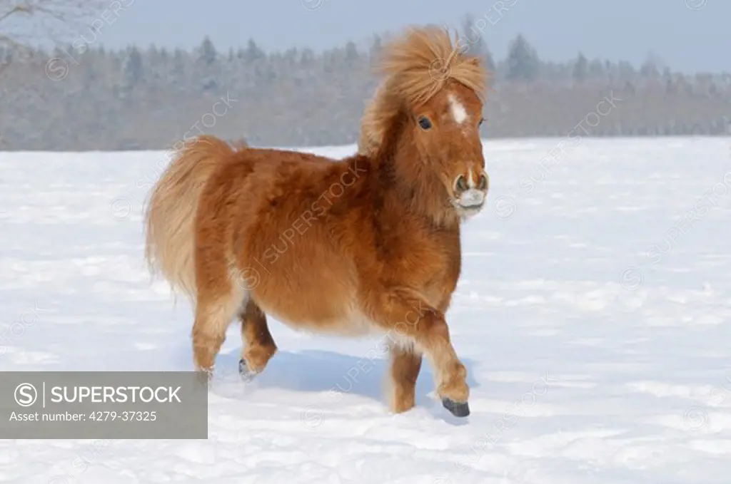 Mini Shetlandpony horse - trotting in snow