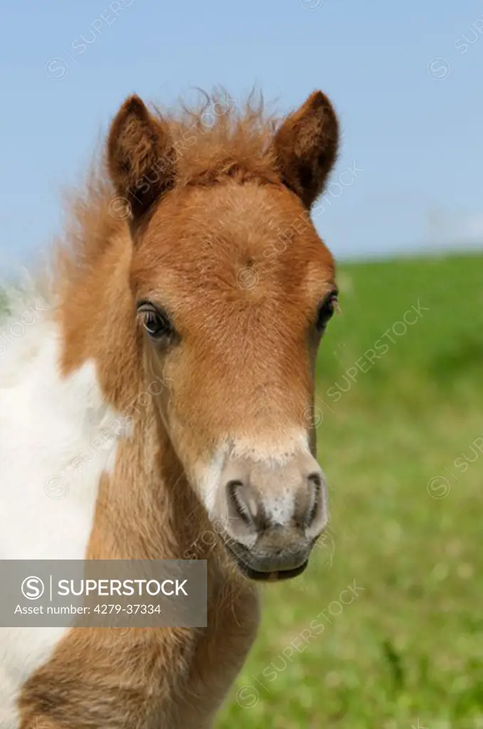 Shetlandpony horse - foal - portrait