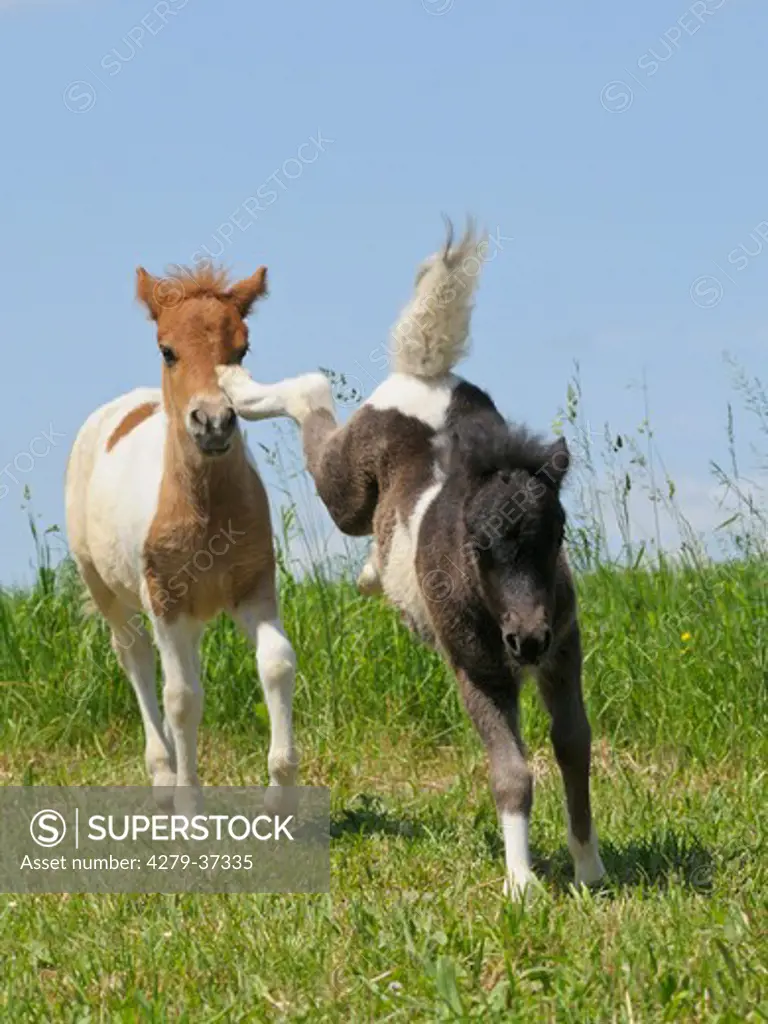 Shetlandpony horse - two foals on meadow