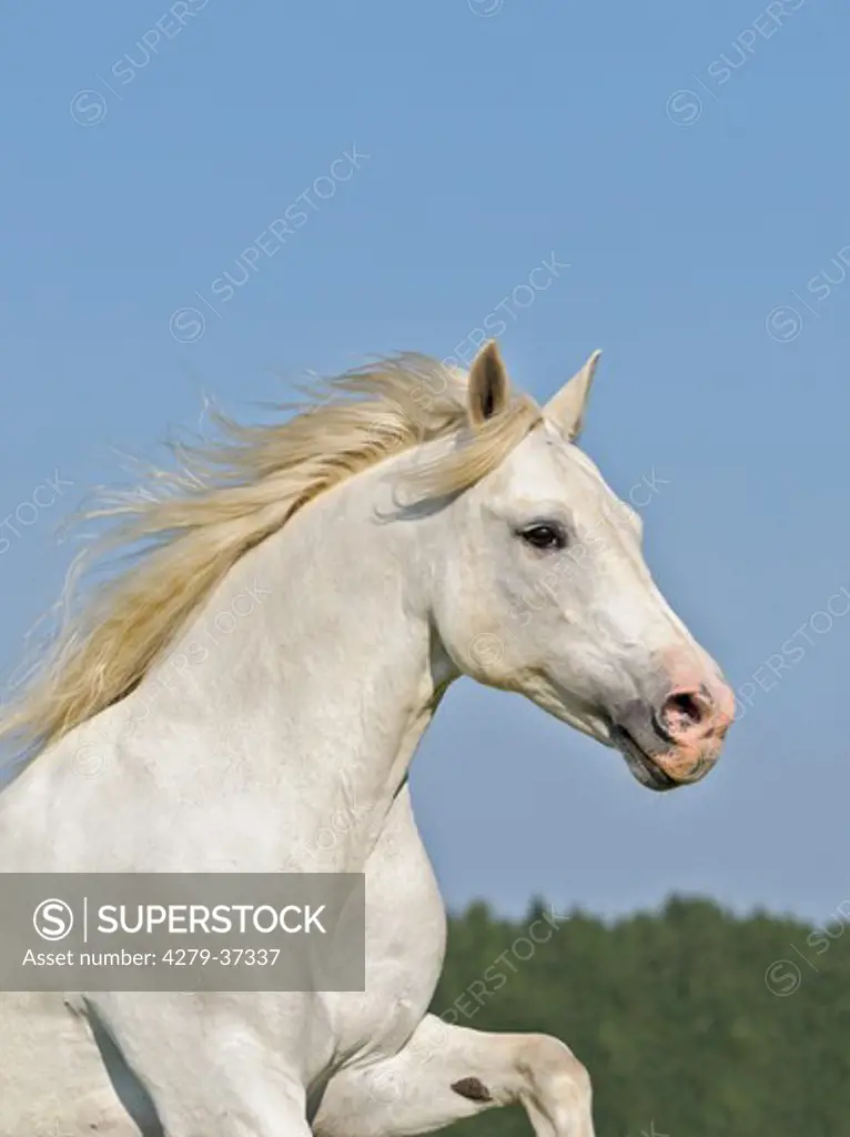 Connemara horse - portrait