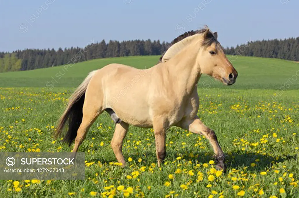 Norwegian Fjord horse on meadow