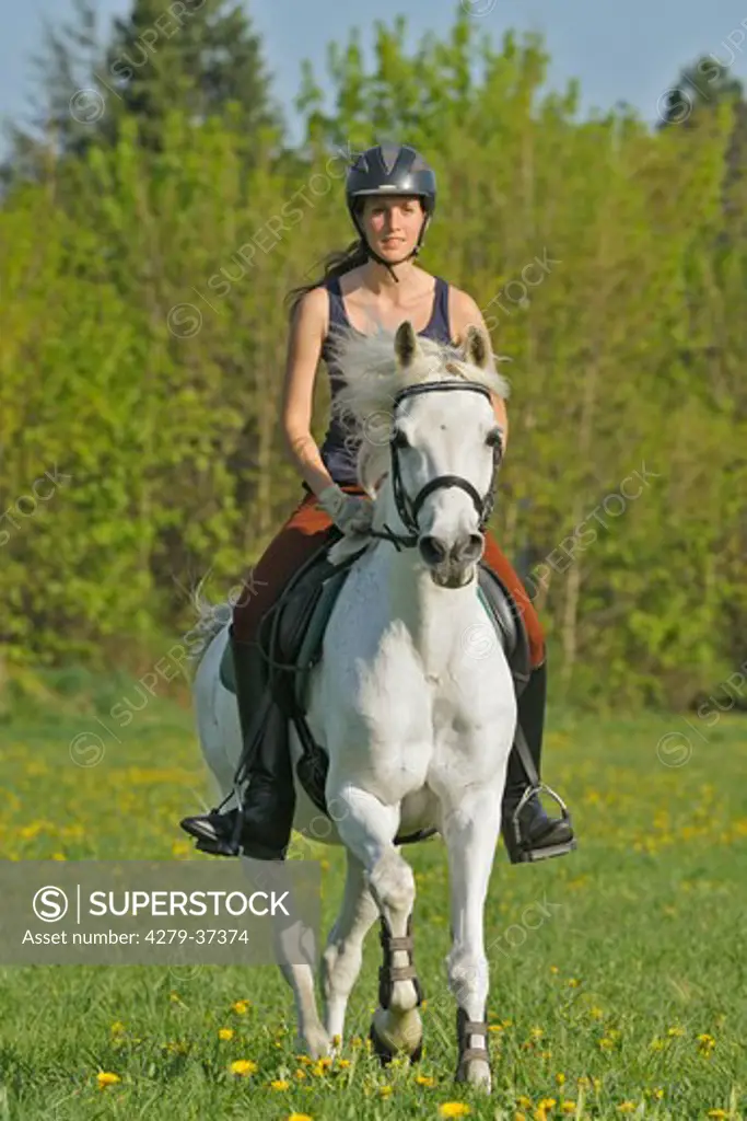 young woman riding on German Riding Pony horse