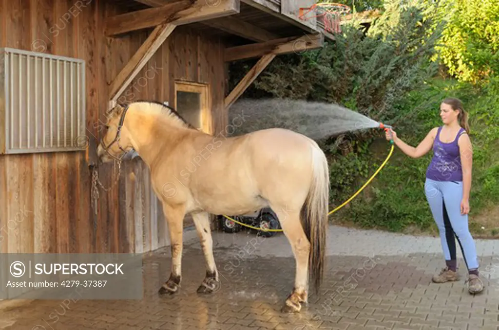 girl cleaning Norwegian Fjord horse with water