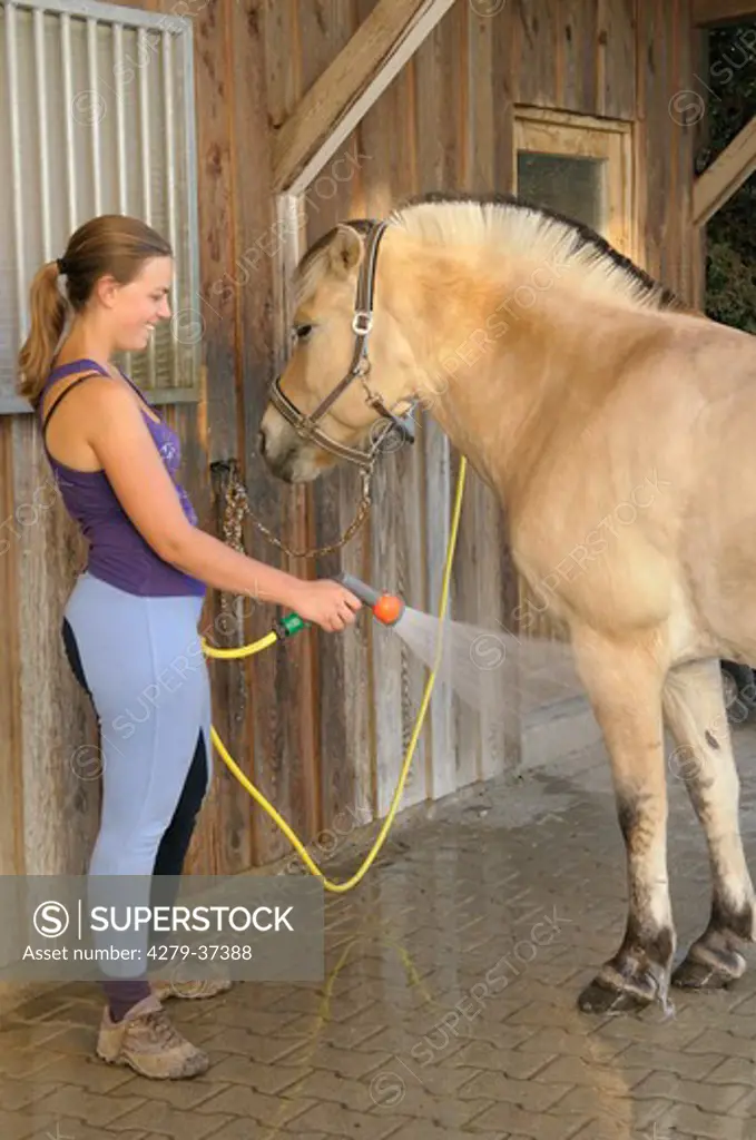 girl cleaning Norwegian Fjord horse with water
