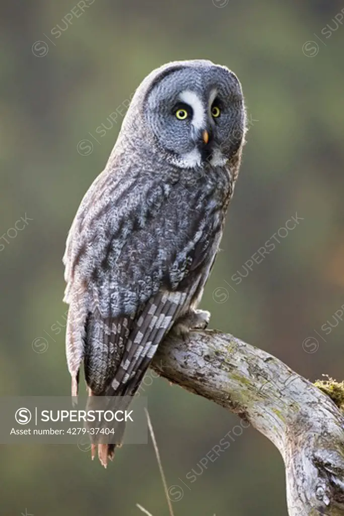 Great Grey Owl on branch, Strix nebulosa