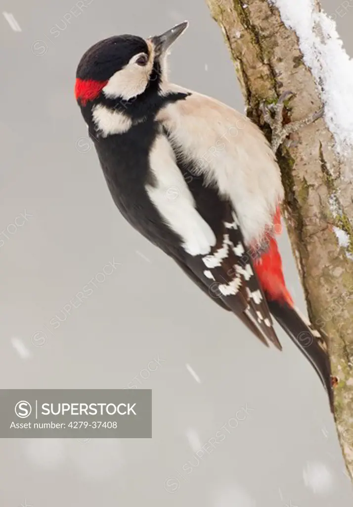 Great Spotted Woodpecker - male at branch, Dendrocopos major