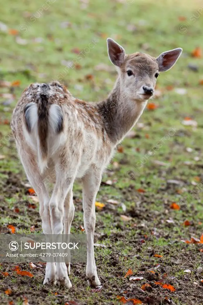 Fallow Deer - female - standing, Dama dama