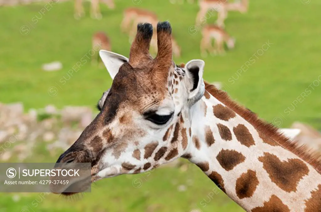 giraffe - portrait