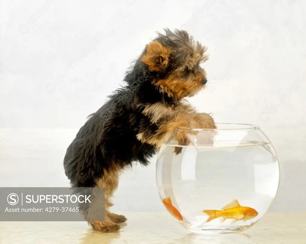puppy at aquarium with goldfish