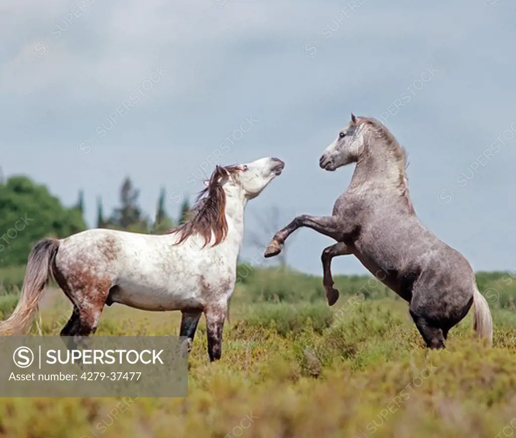 two young Camargue horses - fighting