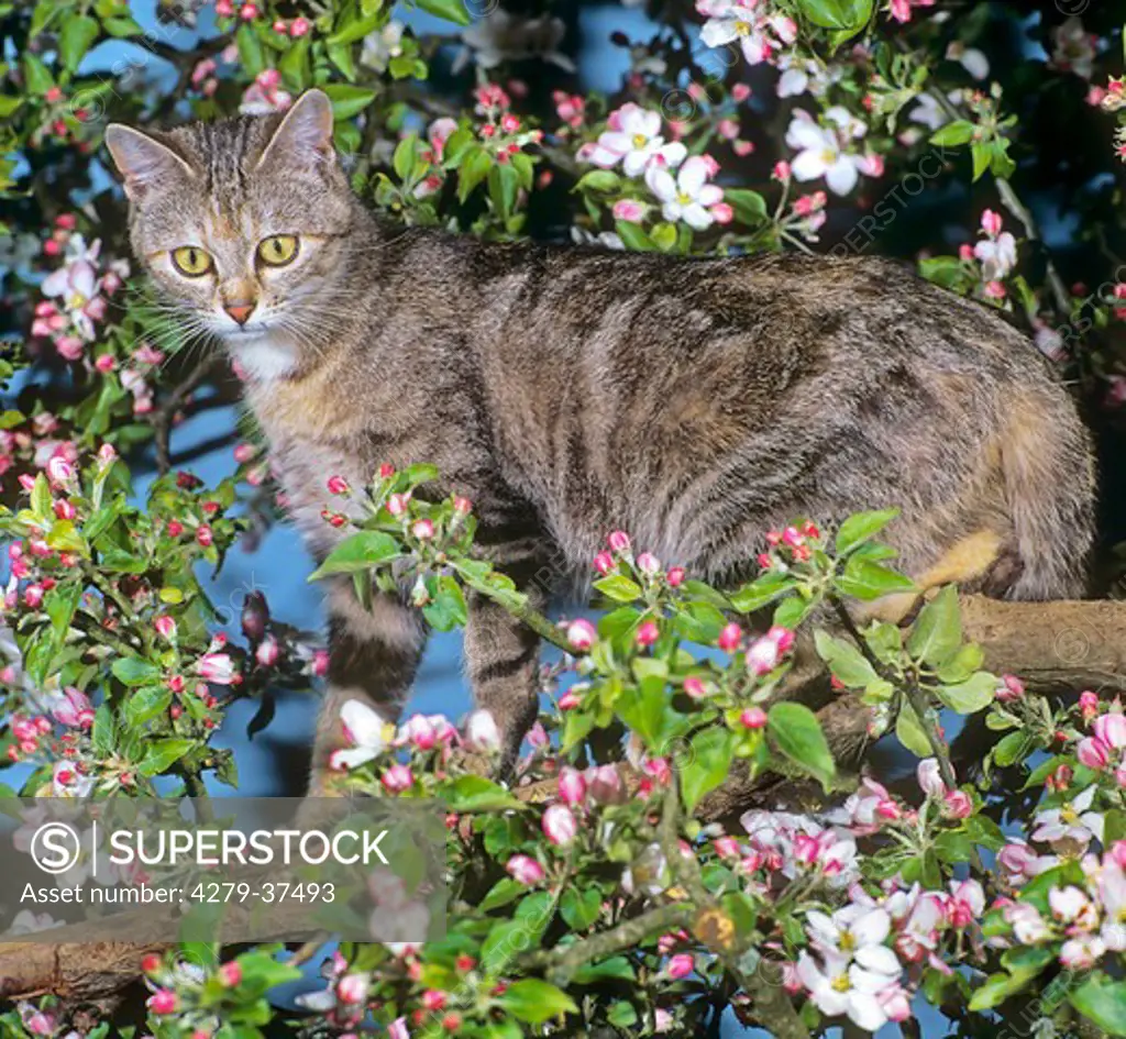 domestic cat on blooming apple tree