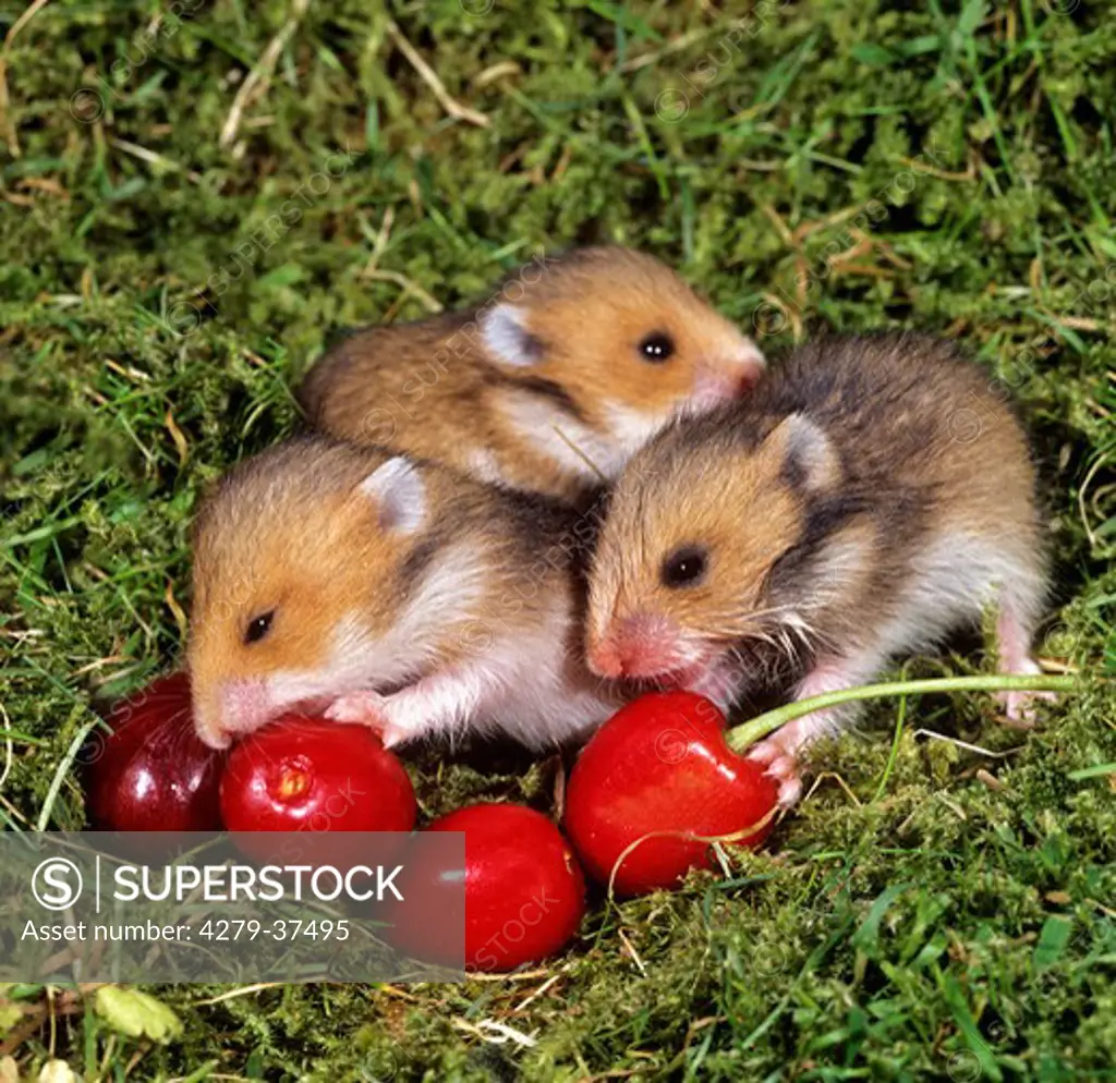 three young Golden Hamsters at cherries, Mesocricetus auratus