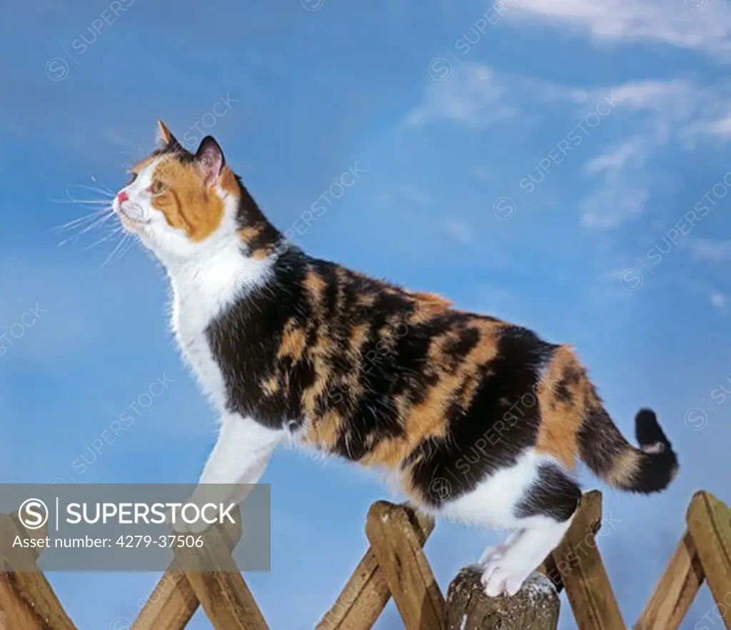 domestic cat on fence
