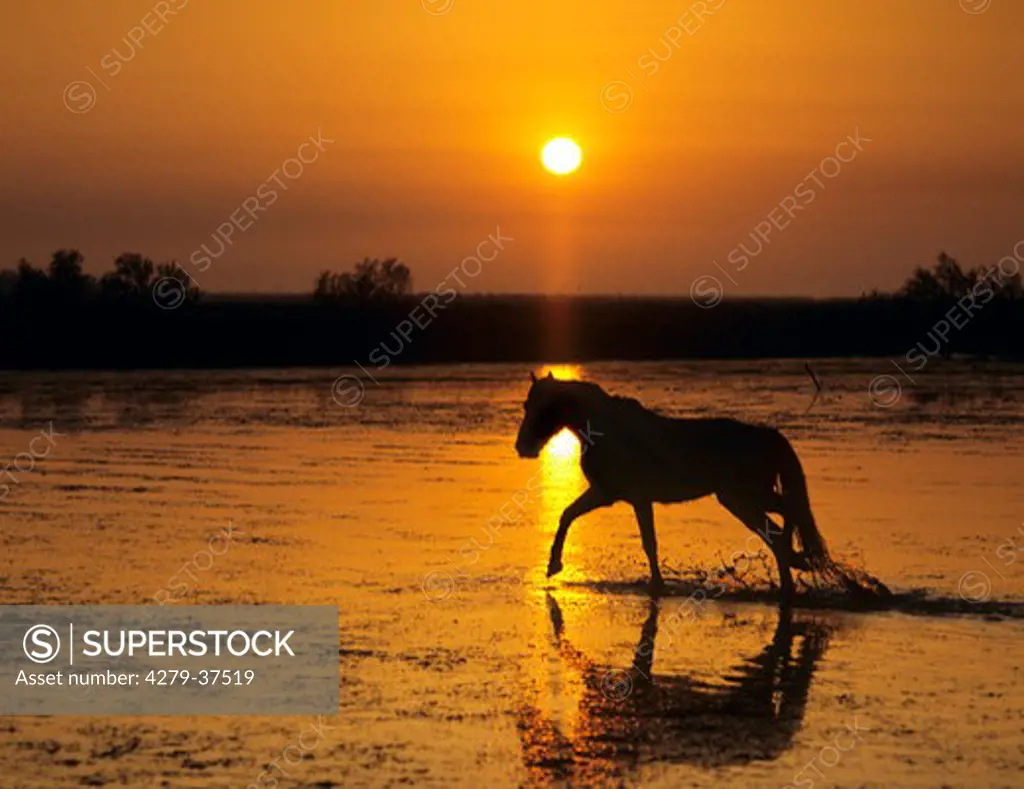 Camargue horse in water - sunset