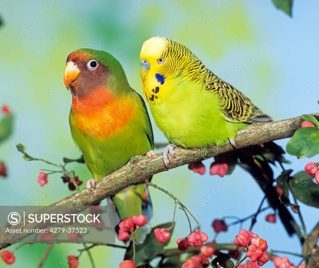 Rosy-faced Lovebird and budgerigar on twig