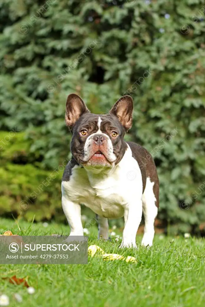 French Bulldog - standing on meadow