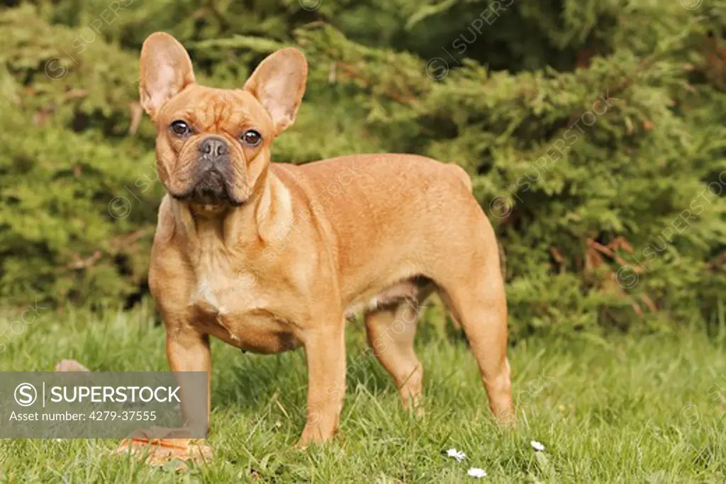 French Bulldog - standing on meadow
