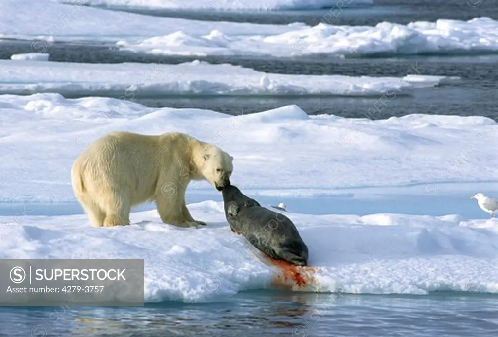 polar bear , Ursus maritimus