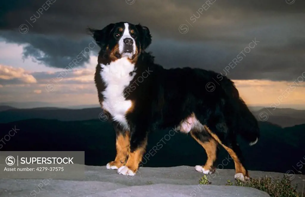 Bernese Mountain dog - standing - sunset