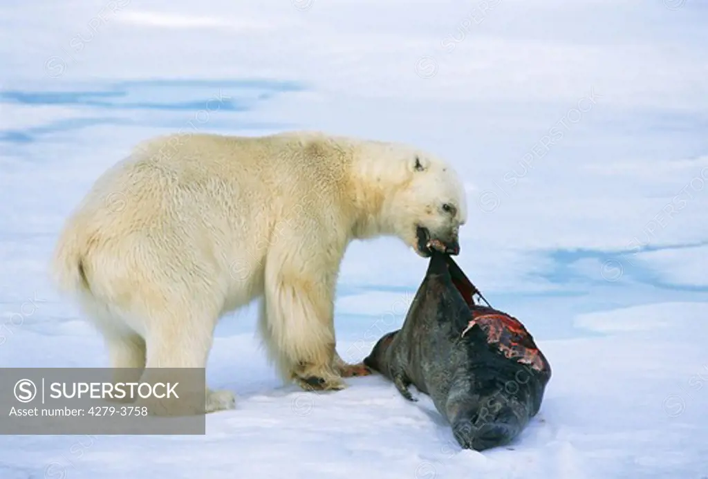 polar bear eating seal, Ursus maritimus