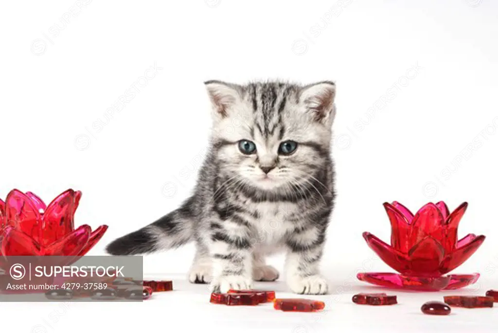 British Shorthair cat - kitten between decoration