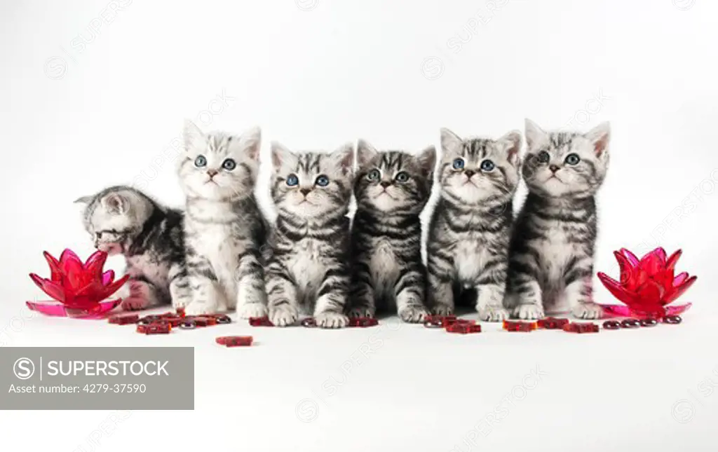 British Shorthair cat - six kittens - sitting