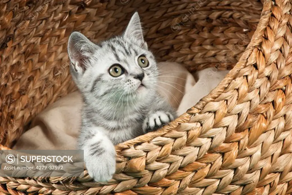 British Shorthair cat - kitten in basket