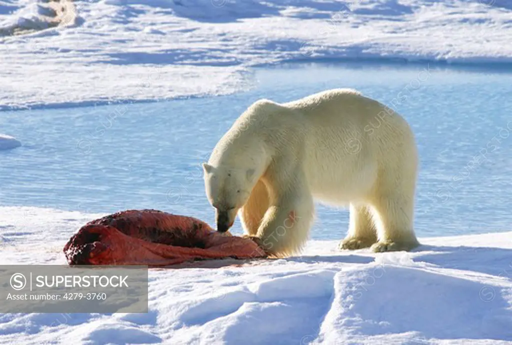 polar bear, Ursus maritimus