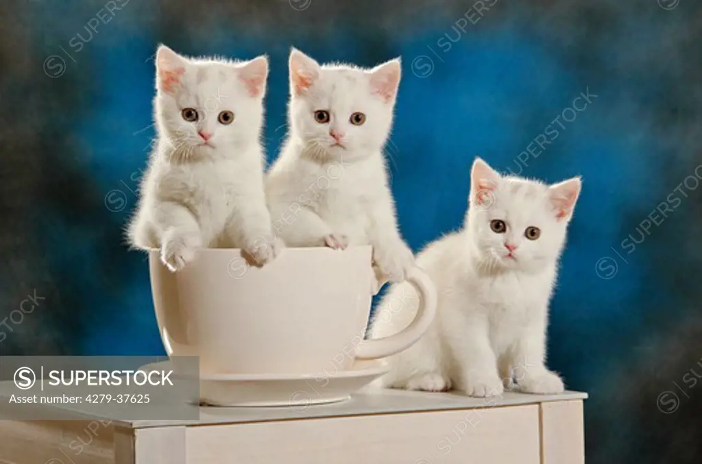 British Shorthair cat - three kittens at cup